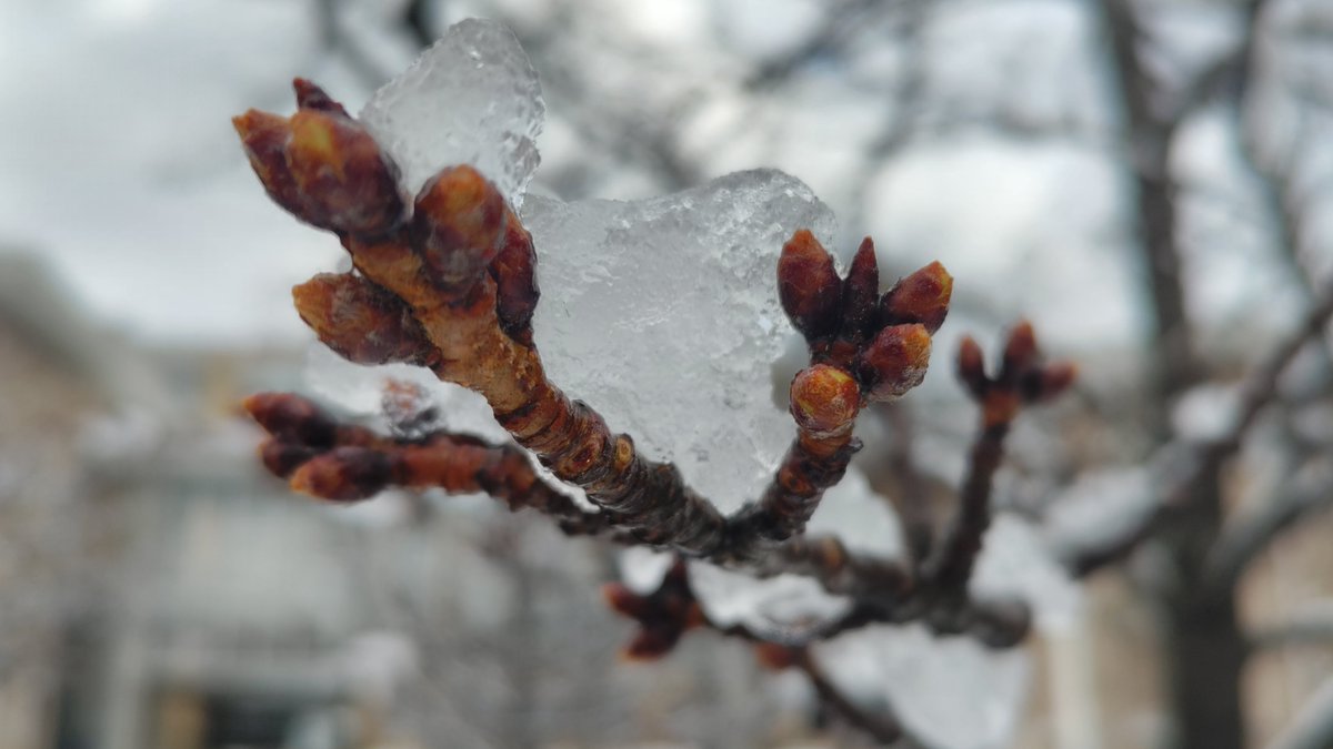 SHIGE_labo's tweet photo. 【一か月ぶりの新雪❄】

今朝の鳥取市若葉台
夜の雨が雪に変わり、キャンパスは一面真っ白に！
サクラのつぼみも、びっくりしているかもしれませんね（*^^*）

#公立鳥取環境大学 #鳥取 #雪 #サクラ #ソメイヨシノ https://t.co/aoEB24nLN2