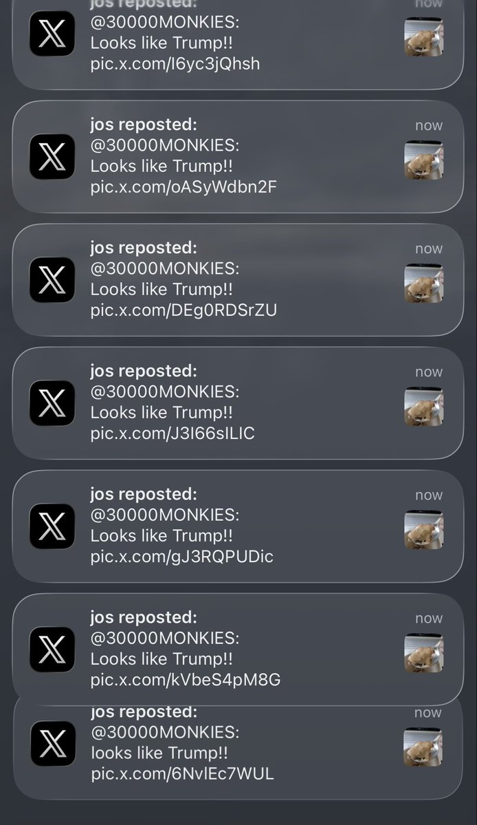Stephen D'Angelo tweet media