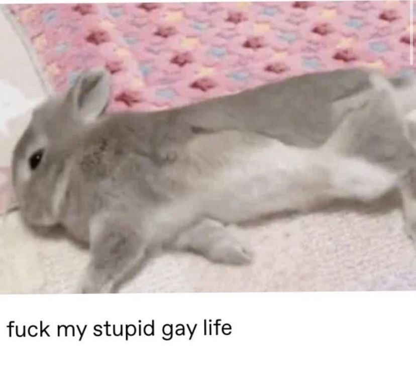 angelbun ૮ ˶ᵔ ᵕ ᵔ˶ ა Θ∆ 🏳️‍⚧️ tweet media