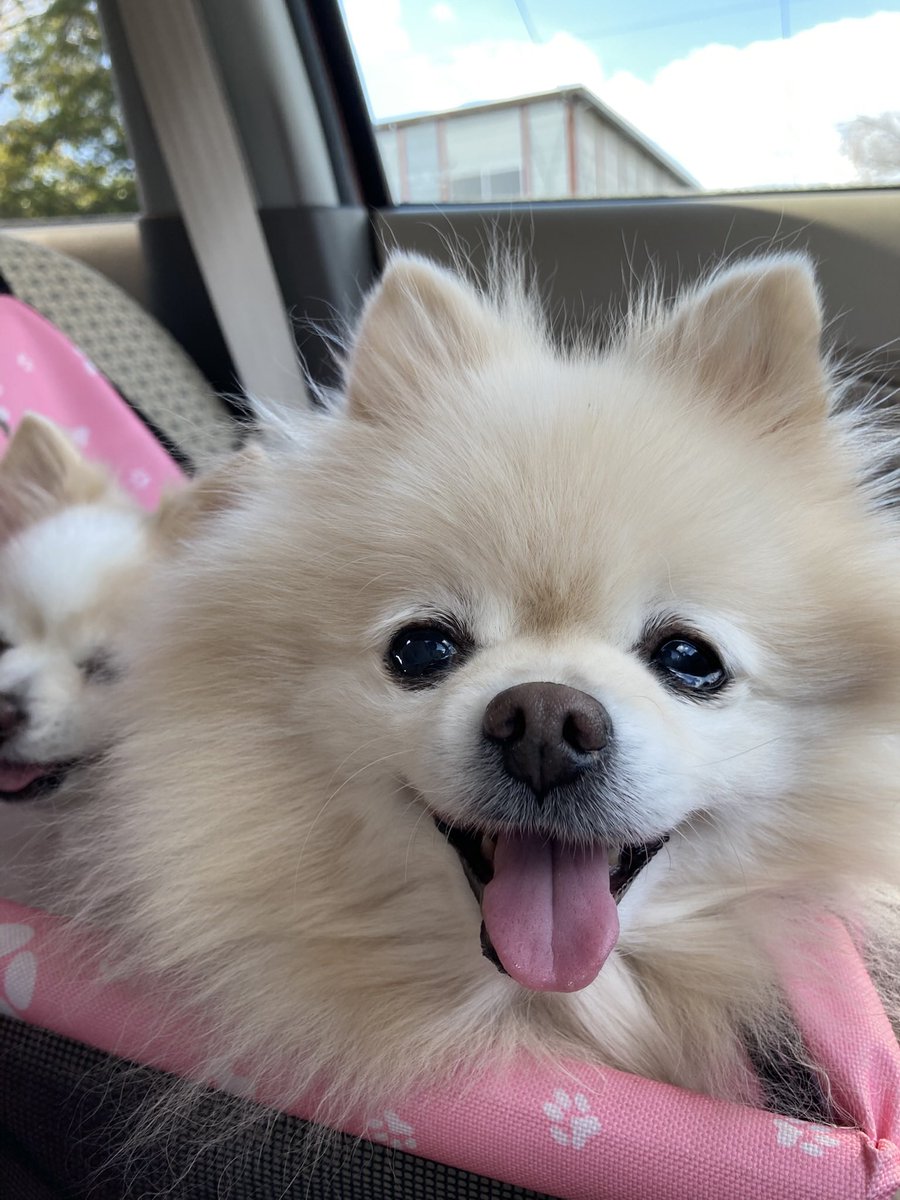 manaluffy tweet media