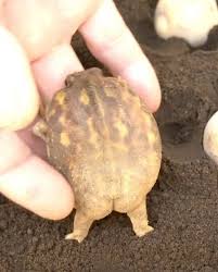 C'thulhu, Errant Knight tweet media