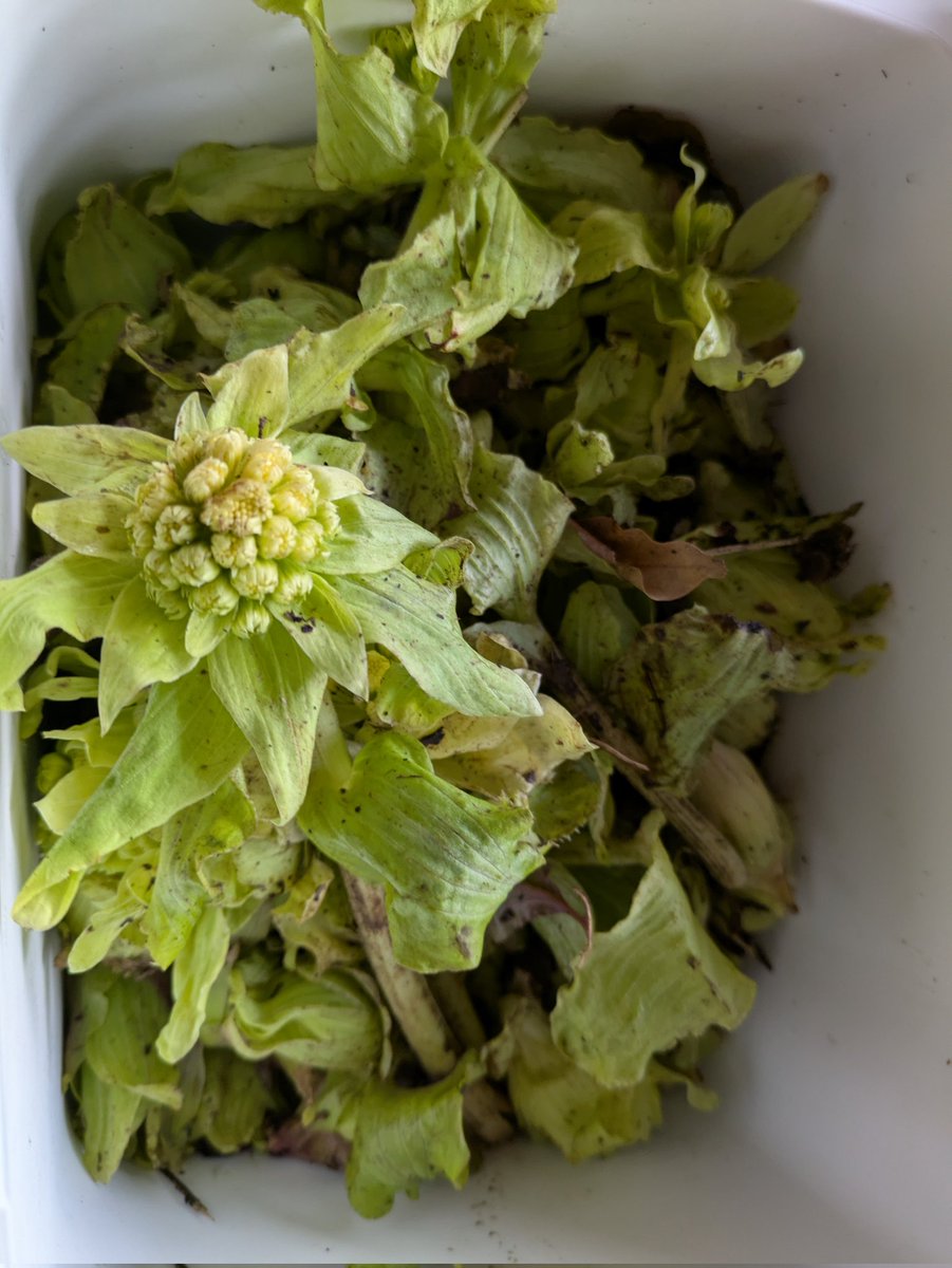 ヤトー tweet media