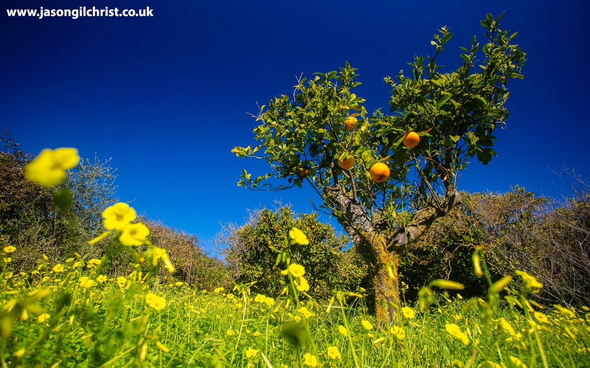 jgilchrist13's tweet photo. @EdinburghNapier Edinburgh Napier University Terrestrial Field Ecology field course 2026, BSc Animal &amp; Conservation Biology: Algarve, Portugal. Orange tree amongst bermuda buttercup wildflowers. #EdinburghNapier #FieldCourse #ecology #wildlife #conservation #BSc #EdinburghNapierUniversity https://t.co/SLEW2vWQZY