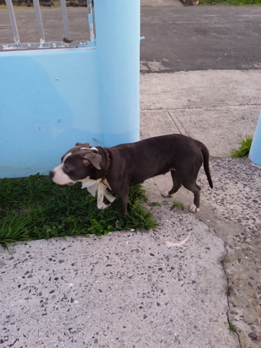 Mximo13599102's tweet photo. PERRA PERDIDA
ESTA PERRA ESTÁ EN PRINCESA MIA 2, SEGUNDA CALLE A LA DERECHA, SEGUNDA CALLE A LA IZQUIERDA. https://t.co/ygb2fT6Osy
