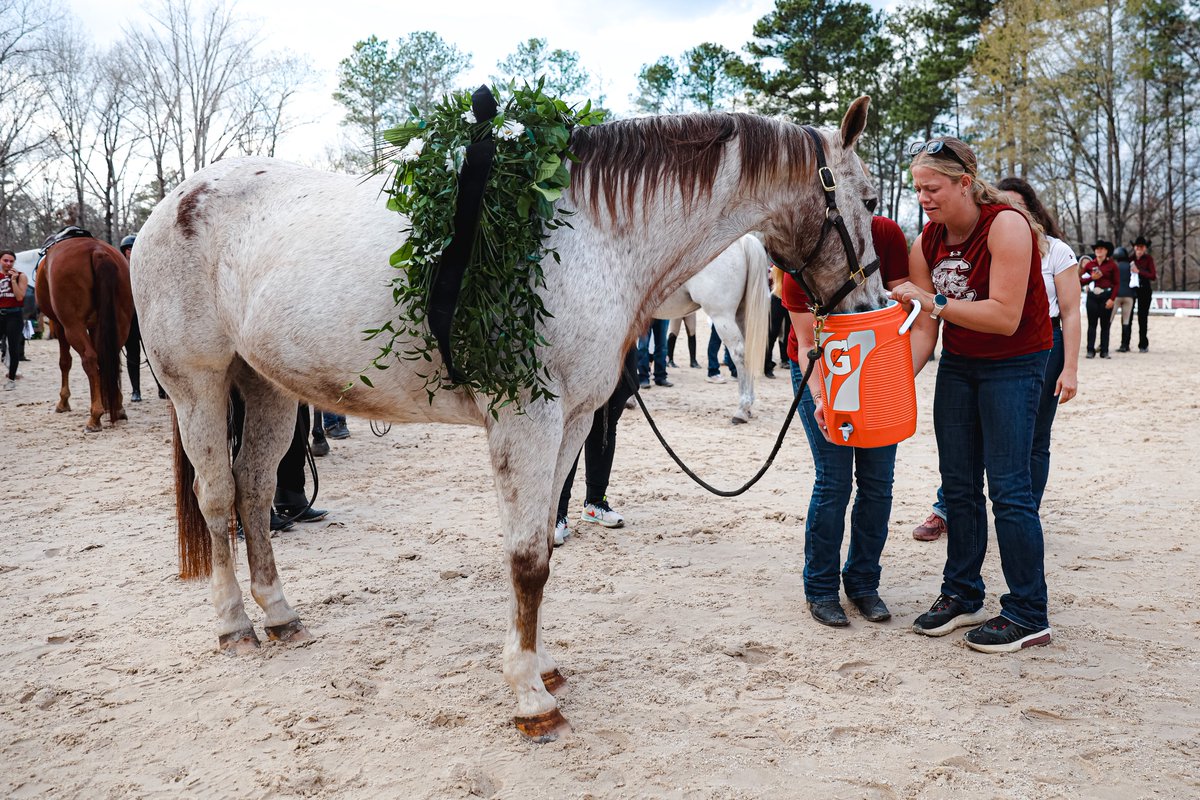 South Carolina Equestrian tweet media