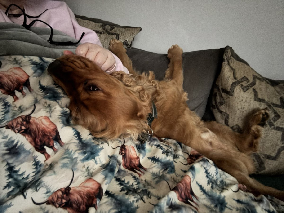 Reu the Cocker tweet media