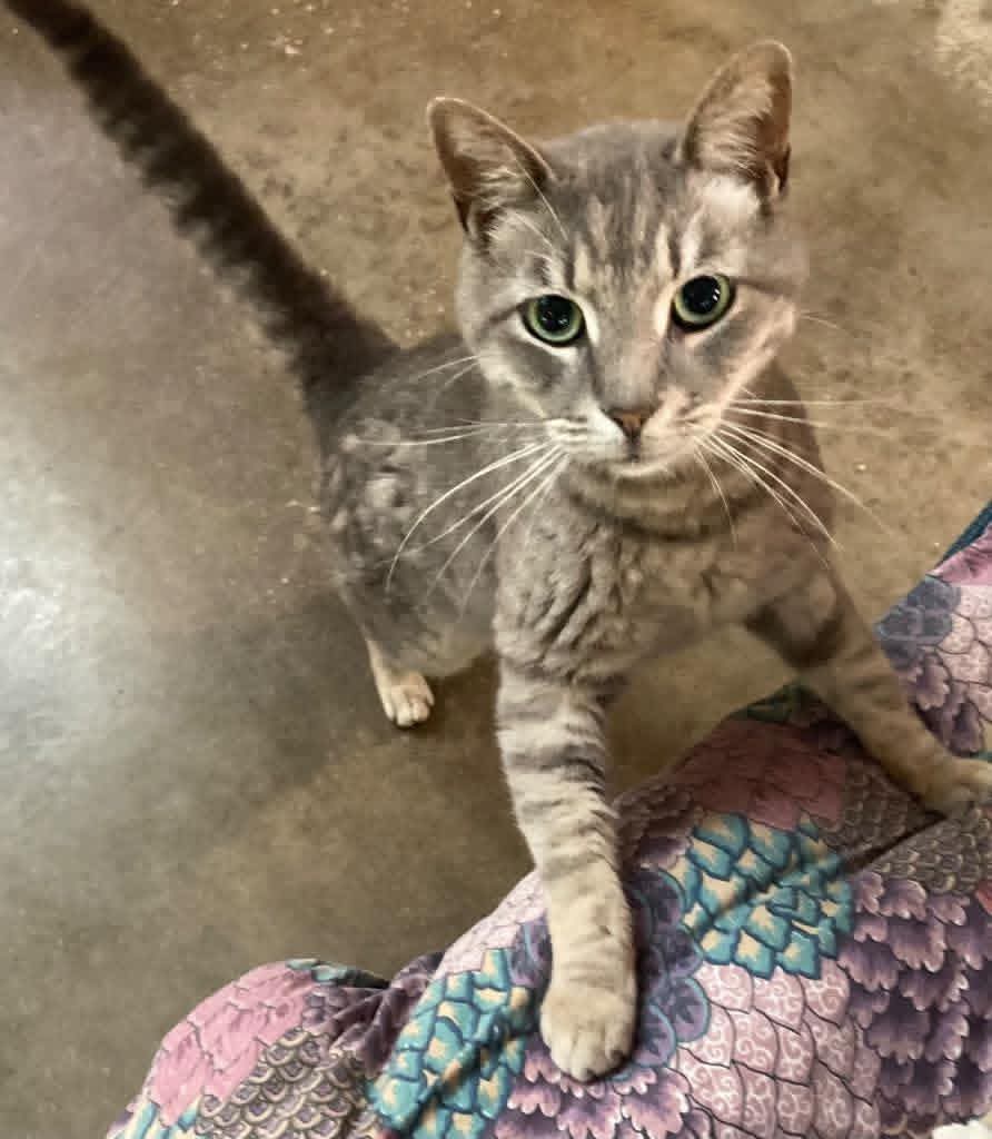 Darrow was found as a stray semi-feral kitty. Recently he has decided that people aren't so bad and he loves getting treats from our volunteers and often allows some pets from the folks that he's gotten to know &amp; trust.  He'd do fine with another kitty at home. DOB: 5-28-2015