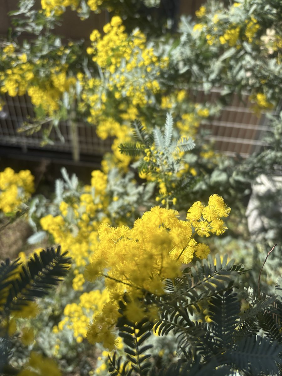fmb_furachi's tweet photo. ボサボサのミモザ💛
満開
#ミモザの日 
#国際女性デー https://t.co/XyQUH0Cn3O