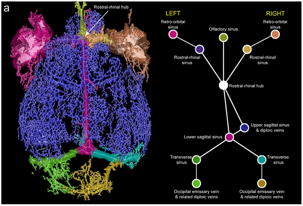 Jared Rosenblum tweet media