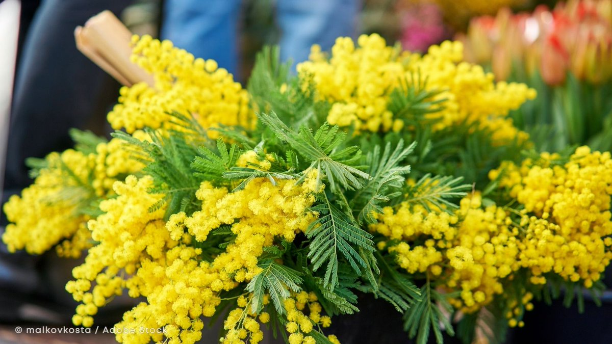 ExploreFranceJP's tweet photo. 3月8日は #国際女性デー &amp; #ミモザの日 💛

感謝の気持ちを込めて、この日に女性たちへミモザの花を贈る習慣はフランスでも定着しています。
旅先でミモザを見つけたら、ぜひ一束。
滞在先のお部屋にそっと飾れば、春の香りとともに、旅の思い出もより鮮やかに✨

#ExploreFrance https://t.co/SkAF48cikt