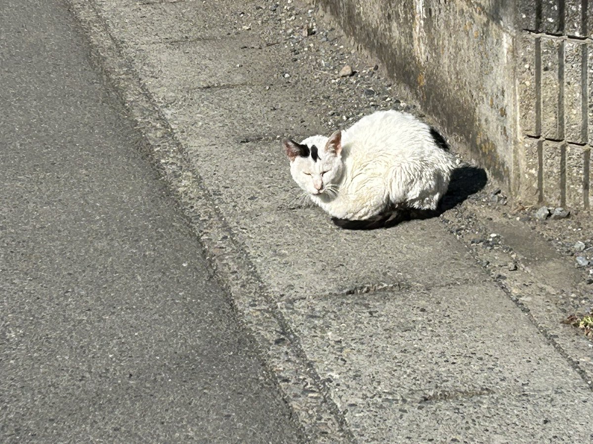 💮はなむら💐 tweet media