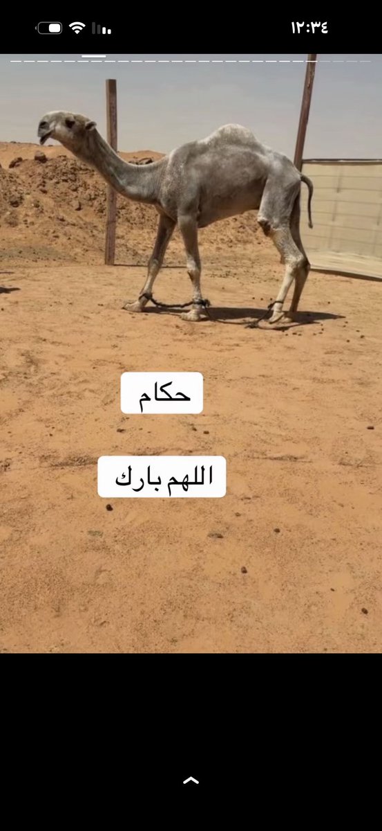 درع نجد tweet media