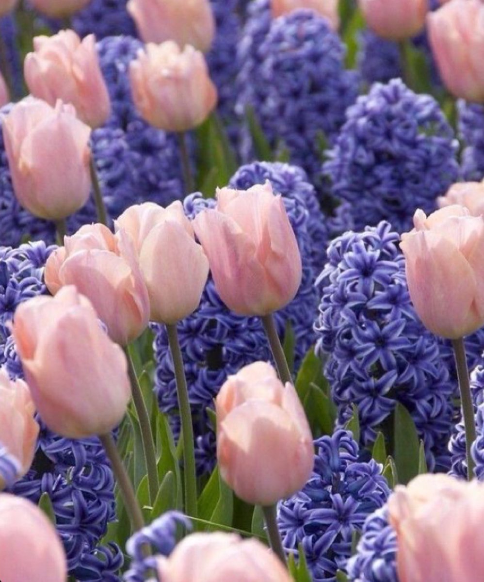 EvaLovesDesign's tweet photo. Spring, new life https://t.co/TVQ1HMpDrO