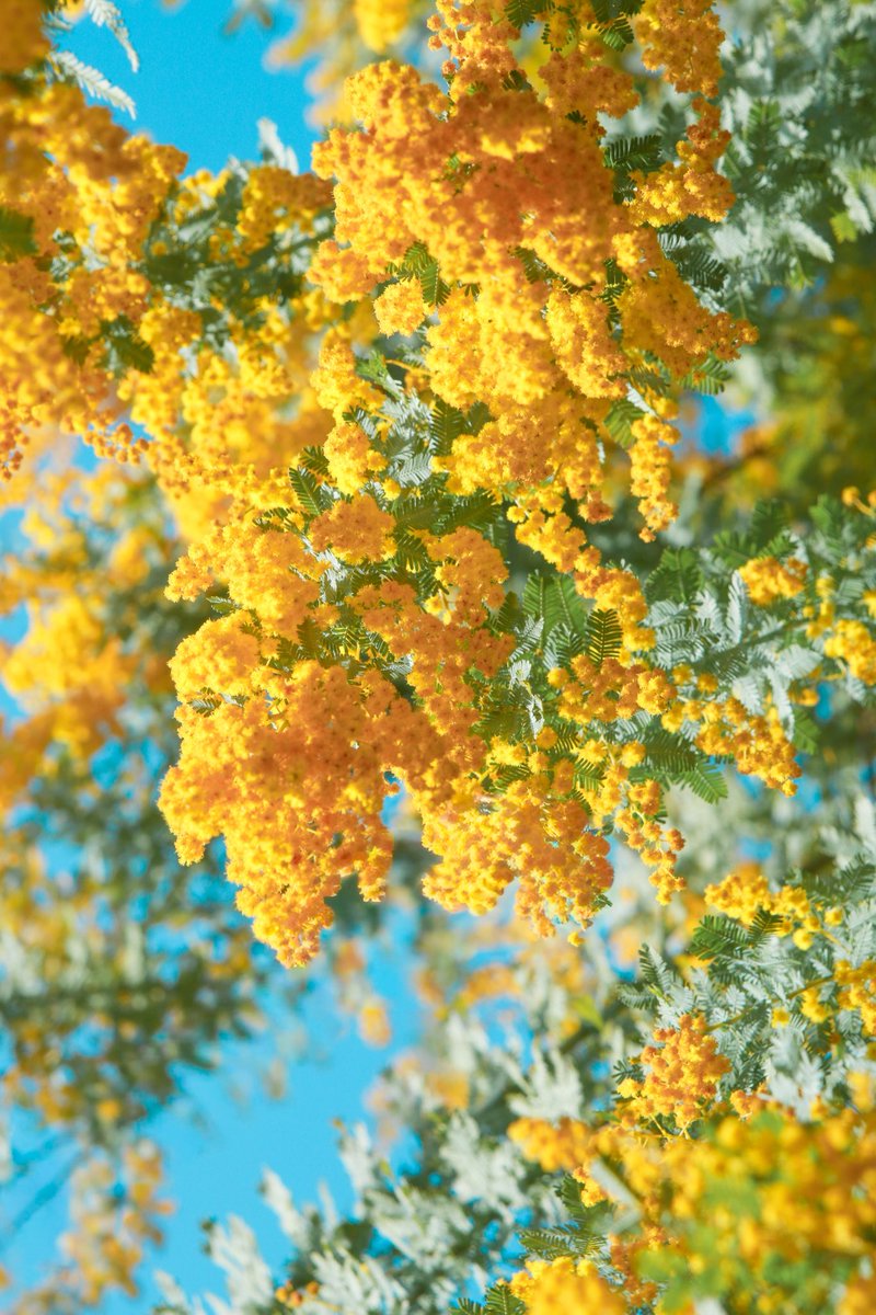 カラフル写真家Ayane.💐 tweet media