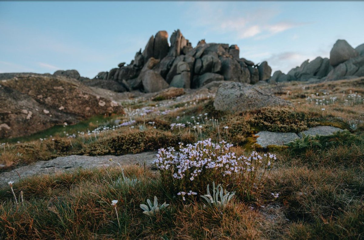 Trieu Hai tweet media