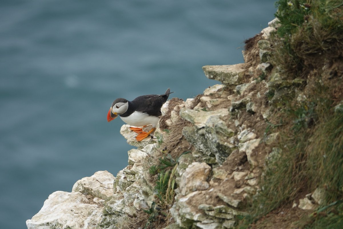 Puffins Daily tweet media
