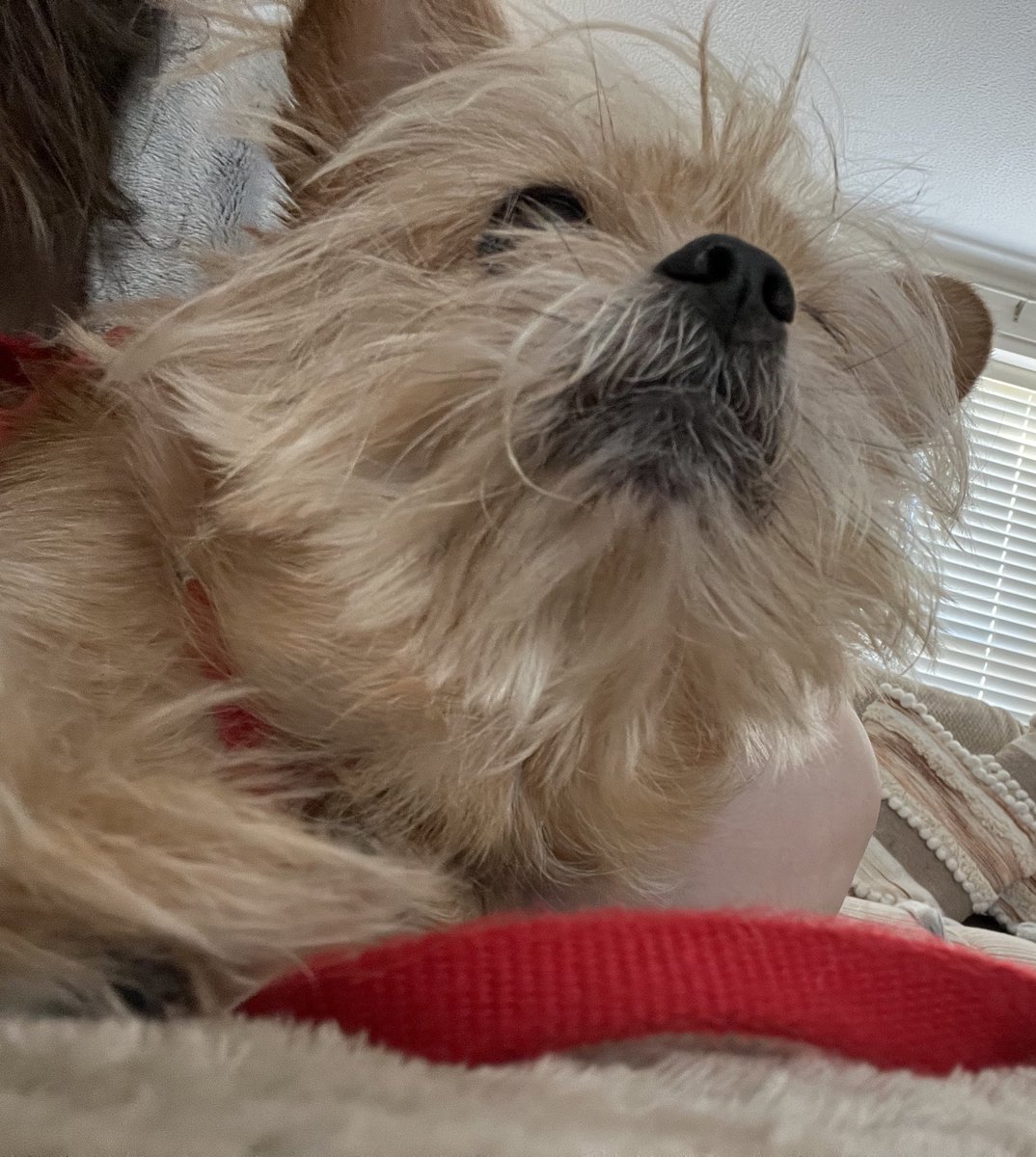 Rose🌹PRE-DEBUT VTuber/PNGTuber tweet media