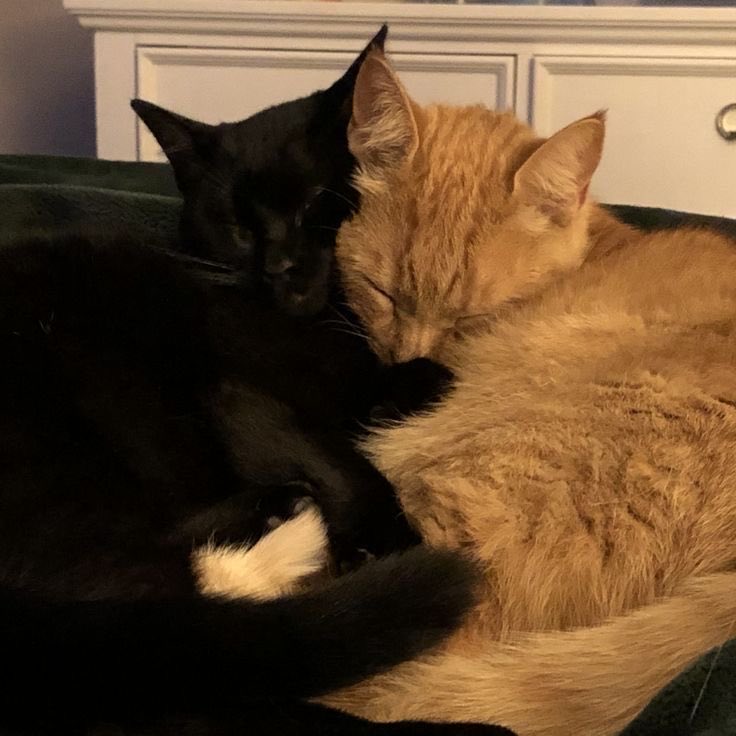 Matte🦭 tweet media