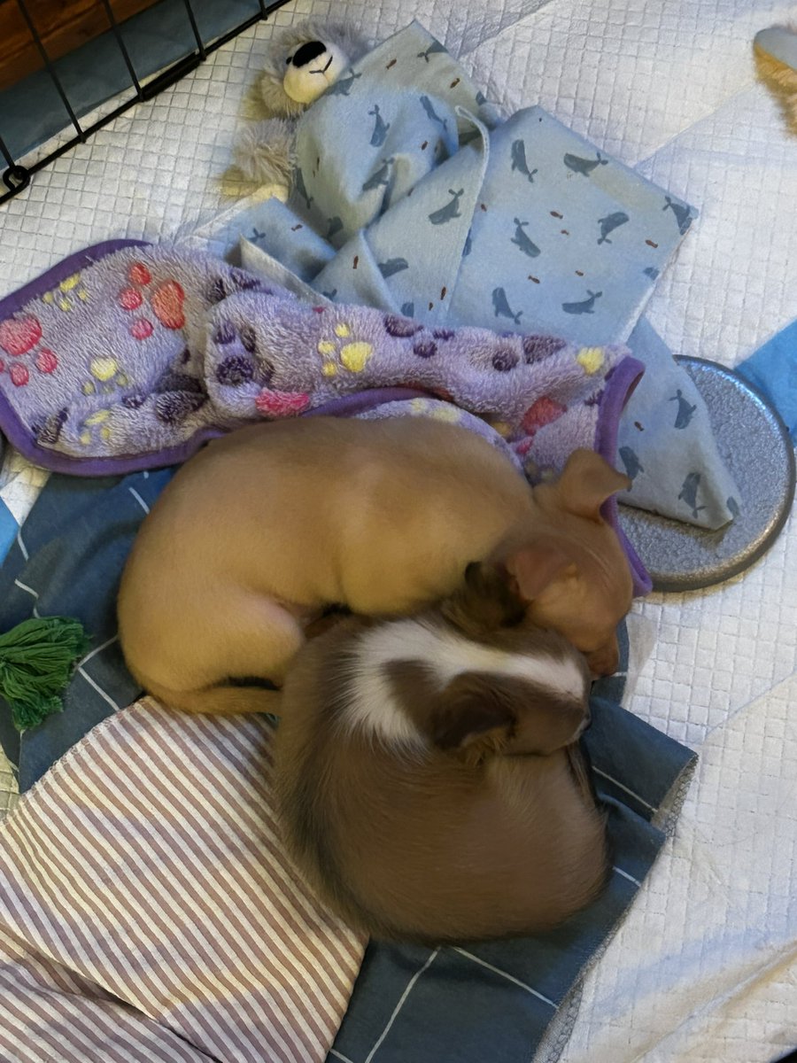 Betty and Gus are “dog tired”!