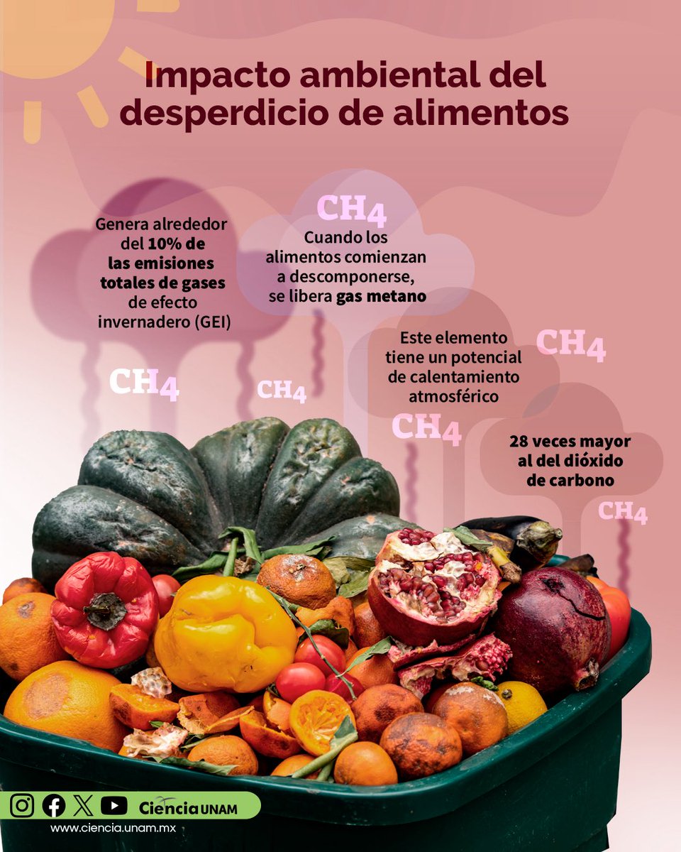 Cerca del 10 % de las emisiones globales de gases de efecto invernadero proviene del desperdicio de alimentos, que al descomponerse liberan metano.
Infografía de <a href="/Ciencia_UNAM/">Ciencia UNAM</a> 👇.