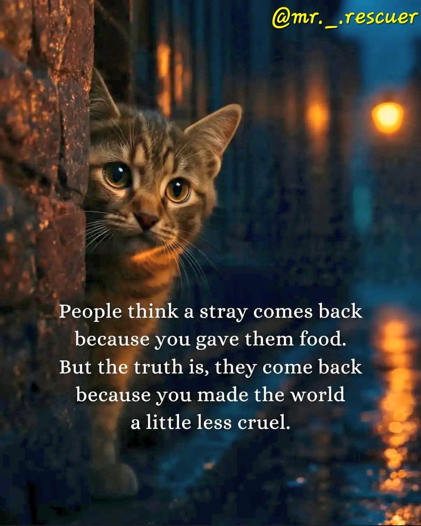 🌻Samson Cat🐱 tweet media