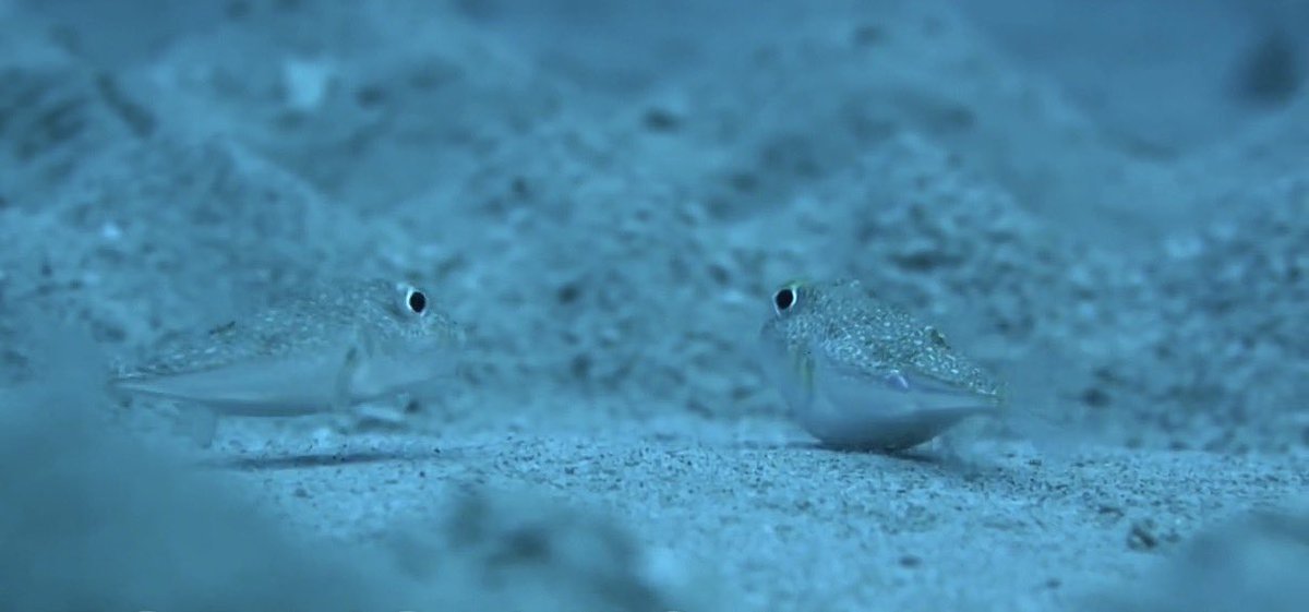 BlaiseP 🌧️ tweet media