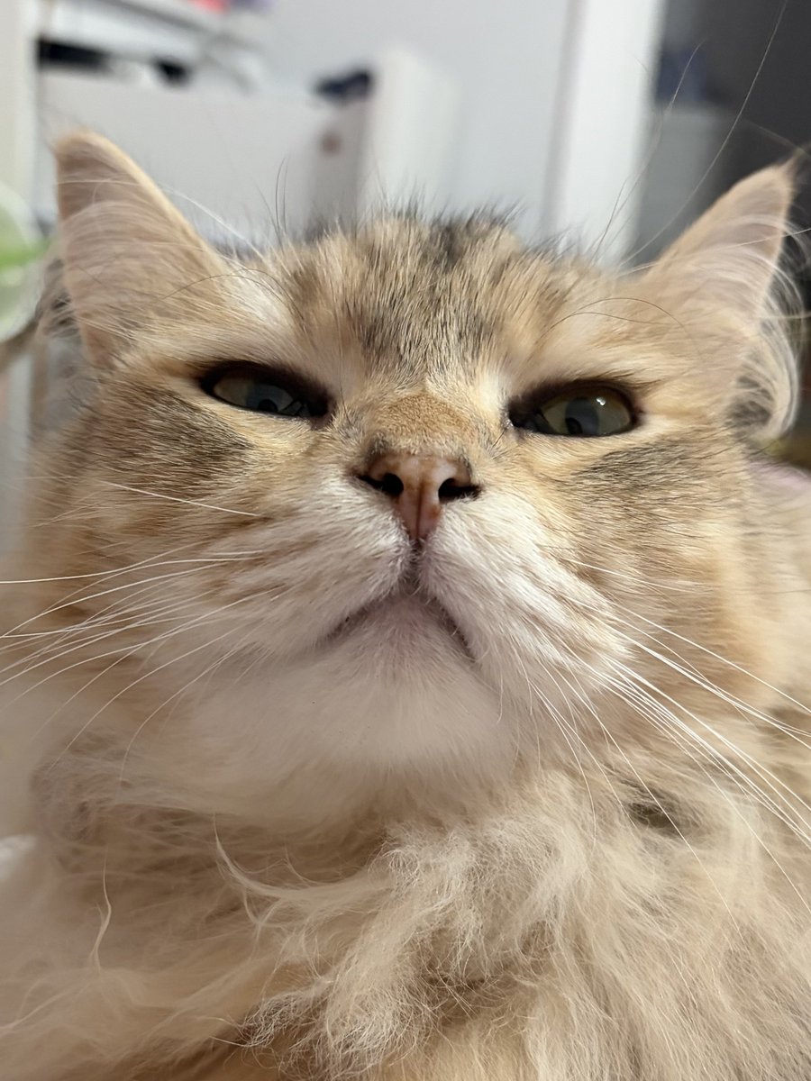 𝐚𝐫𝐢 ‹𝟹 tweet media