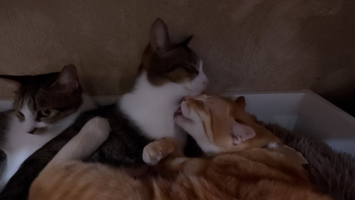 youtu.be/KCHjW4TDpls?si…
保護猫カフェウリエルで毎月恒例飯テロです
今回は世界一可愛い飲茶ランチ
猫の小籠包や天使の羽の餃子もありました
猫は3匹の猫団子やニャンコプロレス、ちゅーるの横取りなど盛りだくさんです
＃保護猫　＃猫カフェ　＃飯テロ　＃飲茶　＃ランチ　＃猫団子　＃猫のいる風景