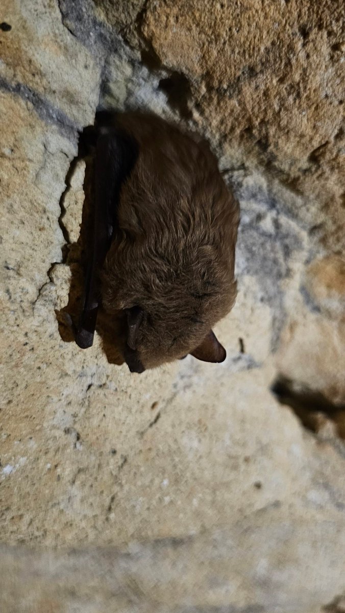 Nathan Gilbert tweet media