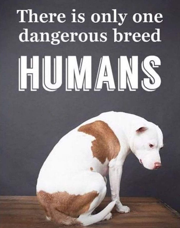 𝕏 Dogs (@_xdogs) on Twitter photo 