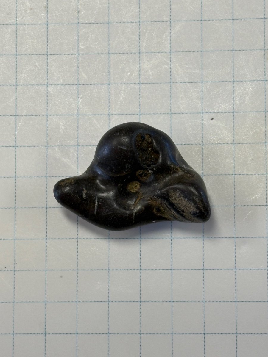 東松山市化石と自然の体験館【公式】 (@kasekitoshizen) / Posts / X