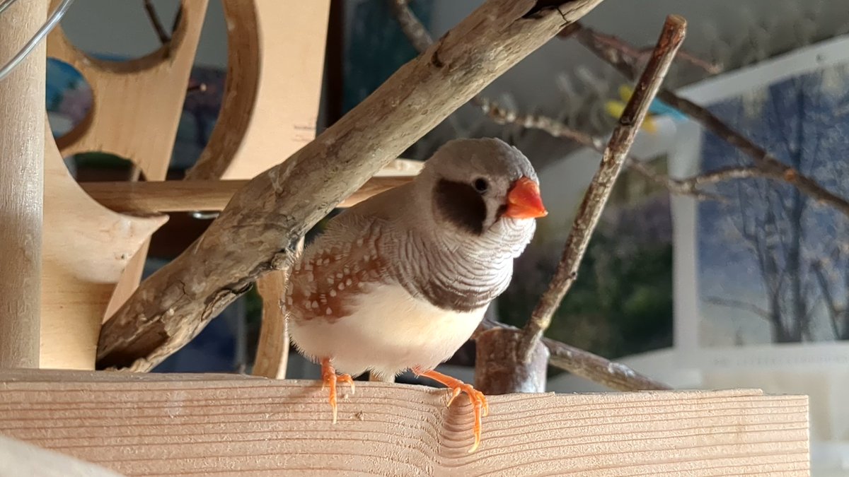 かとうみき tweet media