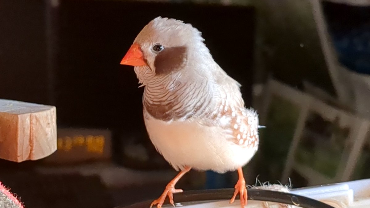 かとうみき tweet media