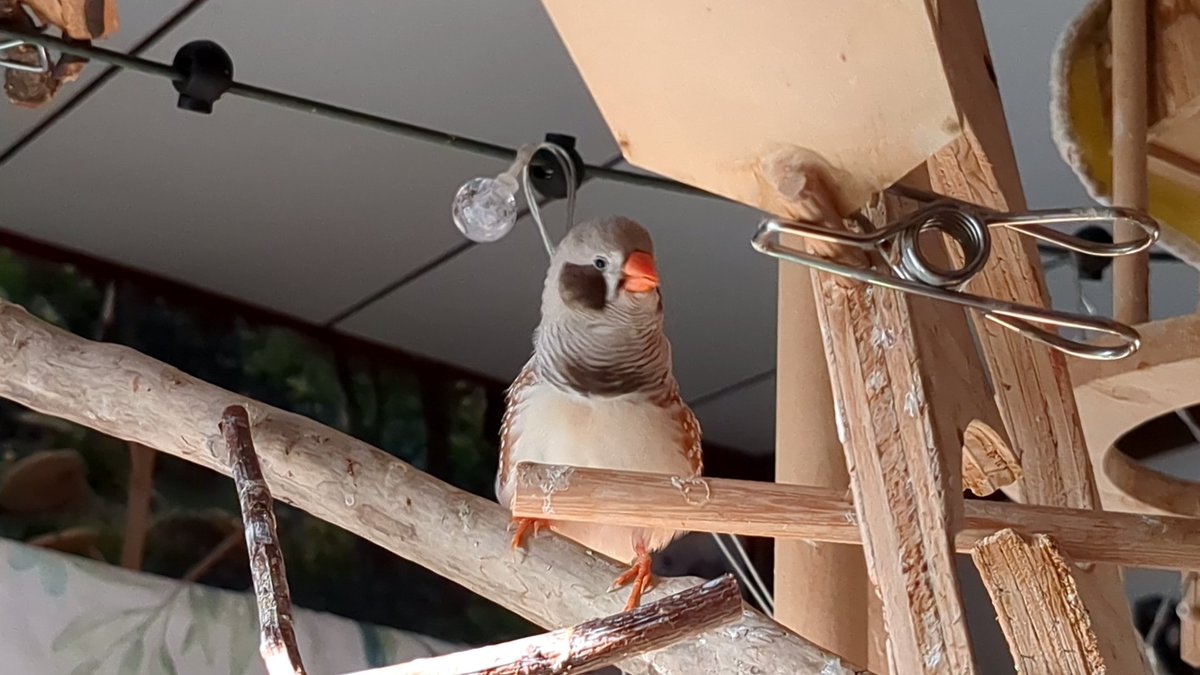 かとうみき tweet media