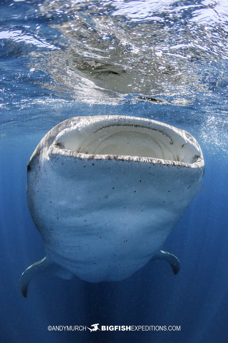 Big Fish Expeditions tweet media