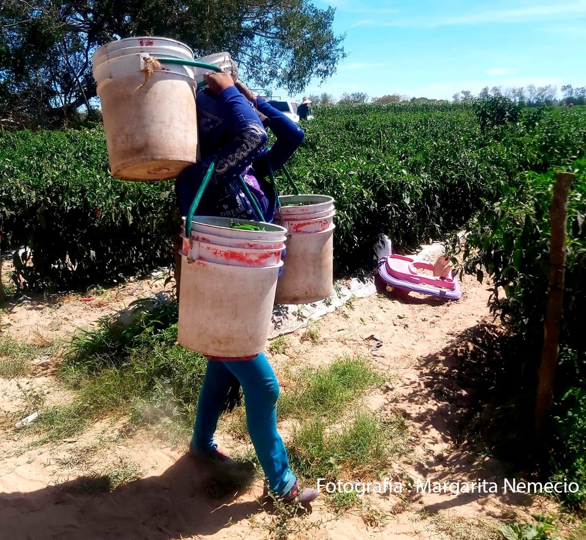 #8M📌Ser mujer jornalera indígena, maternar en los campos agrícolas y enfrentar la violencia obstétrica
Después de tener a su hijo en el Hospital la Madre y el Niño la quisieron obligar a ligarse las Trompas de Falopio o colocarse un implante en su brazo
👉🏾bit.ly/4bbAQYG