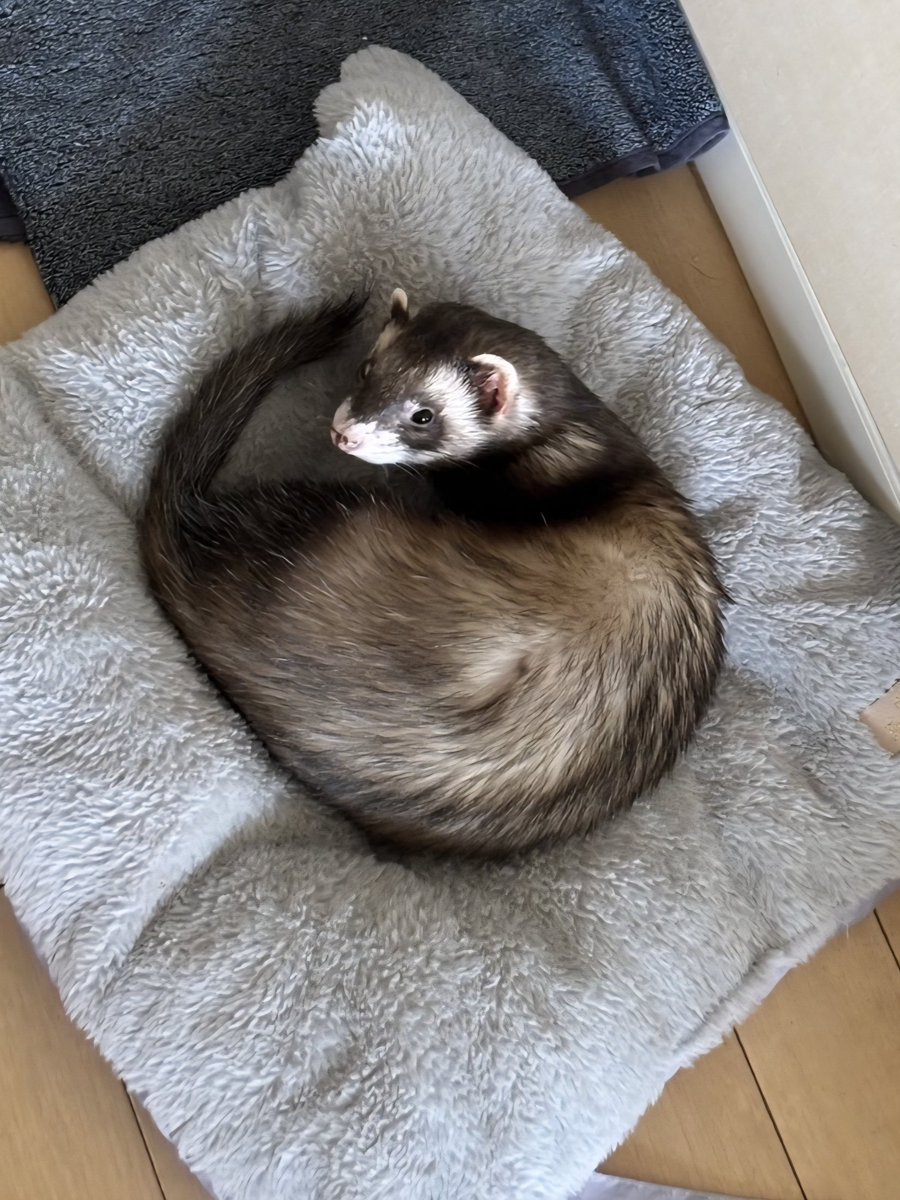 katsuokun1003's tweet image. いつもの場所で、いつもの物を
待っているかつおくん(^.^)

#フェレット　#ミルク