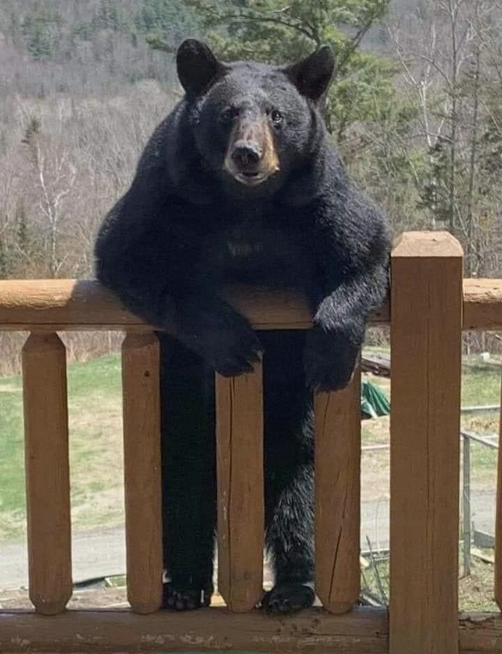 Bear Market Bear (@bearmarketrader) / Posts / X