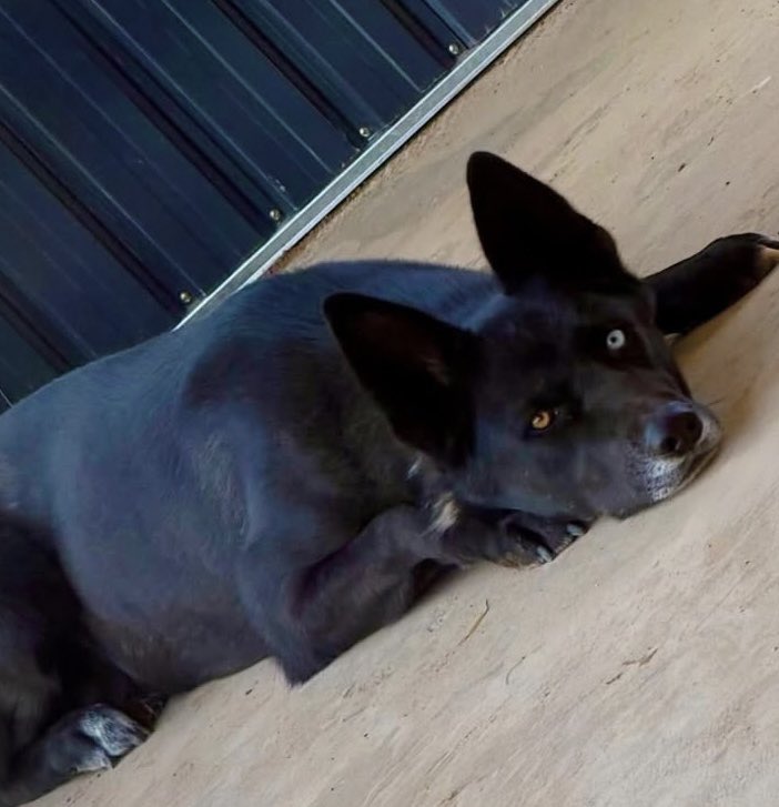 Flausted tweet media