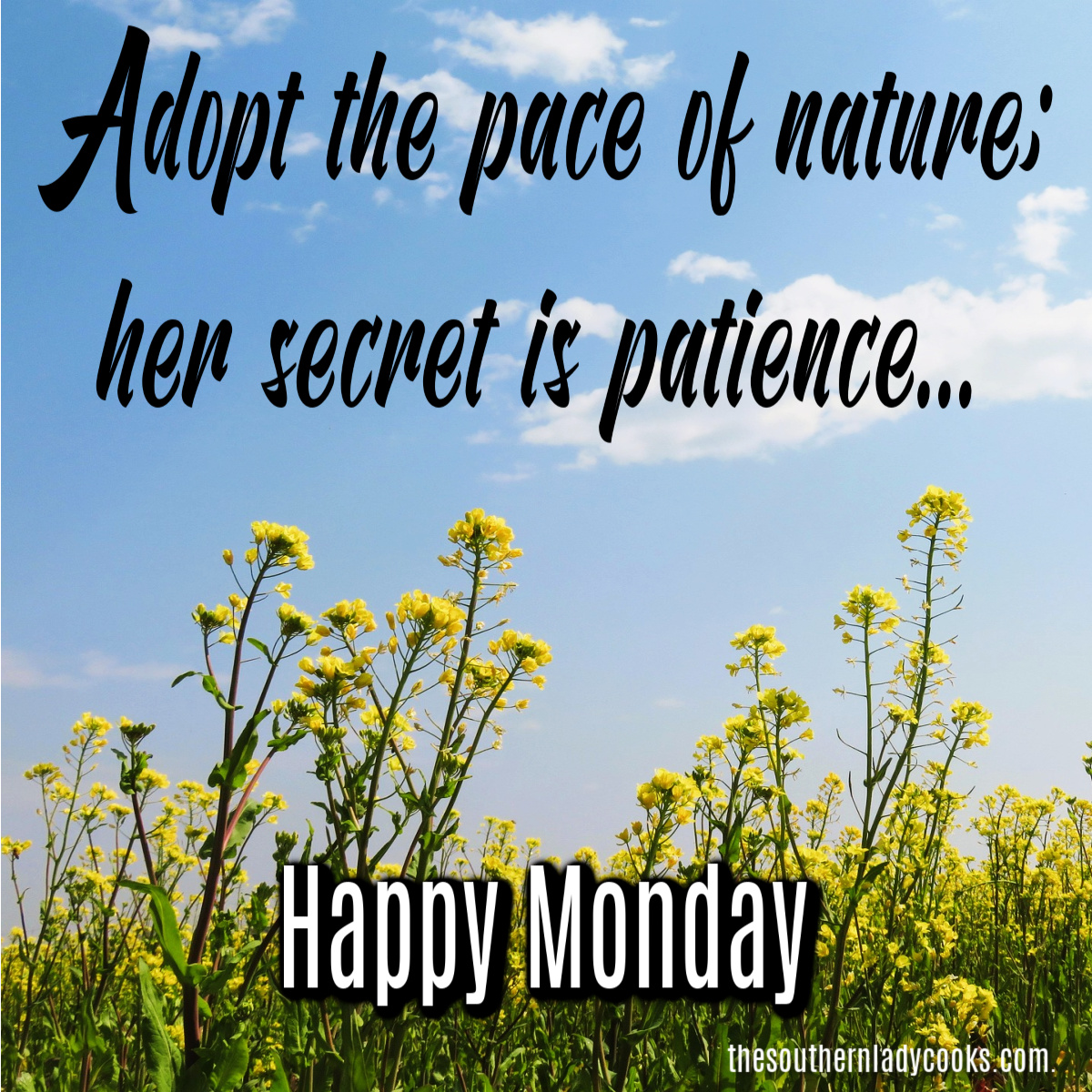 SouthLadyCooks's tweet image. Good Monday morning! #happymonday
