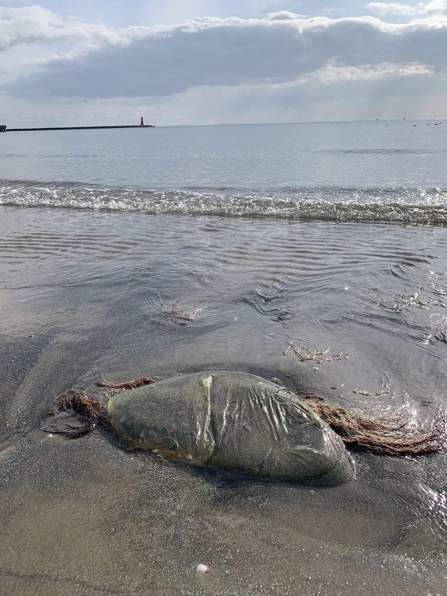 community_serv's tweet photo. 2026.03.07.
定期海岸清掃に参加です
この日は風が強く寒かったー

波打ち際に大きなクラゲ？と思ったらビニール袋じゃん!!はい回収🚯

参加者の皆さま今回もお疲れさまでした😆🌊✨️
 #ホットな阿漕浦ネットワーク
 #伊勢湾
 #継美隊
 #きれいで豊かな海を https://t.co/k2lHW0mfkH