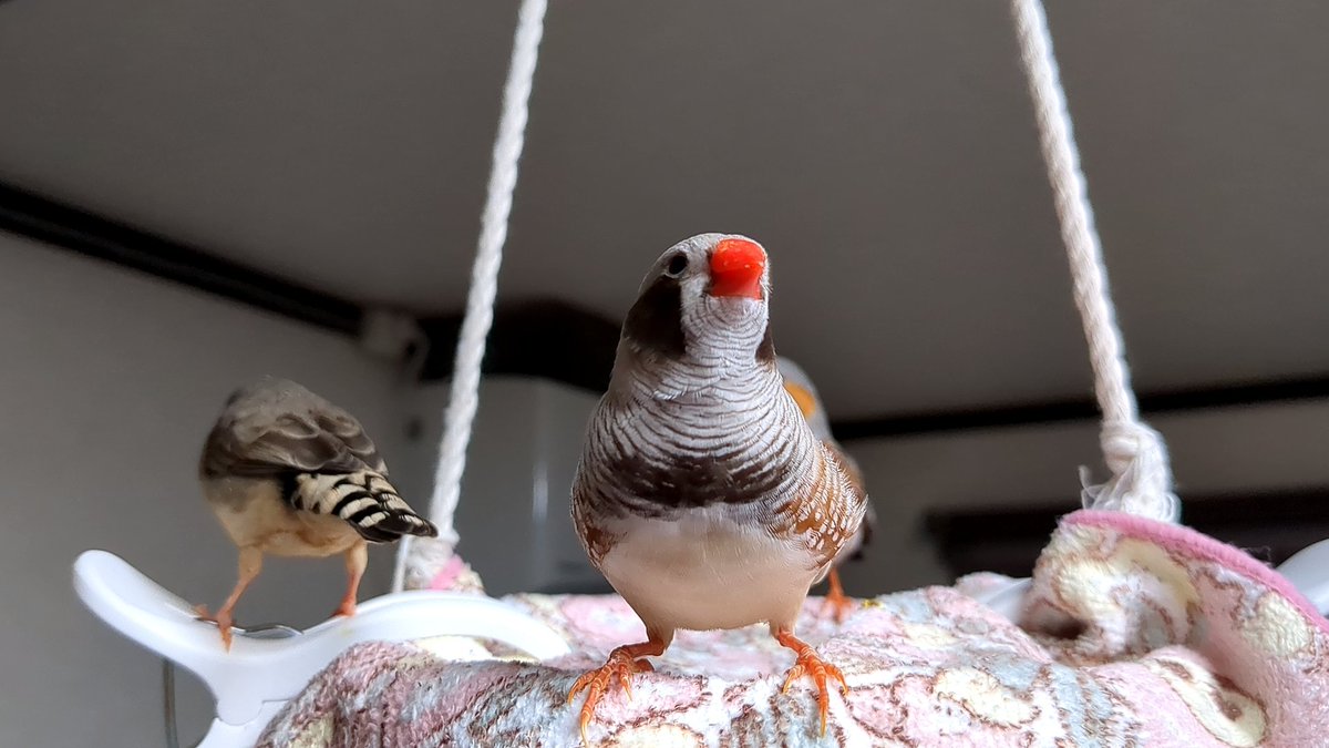 かとうみき tweet media