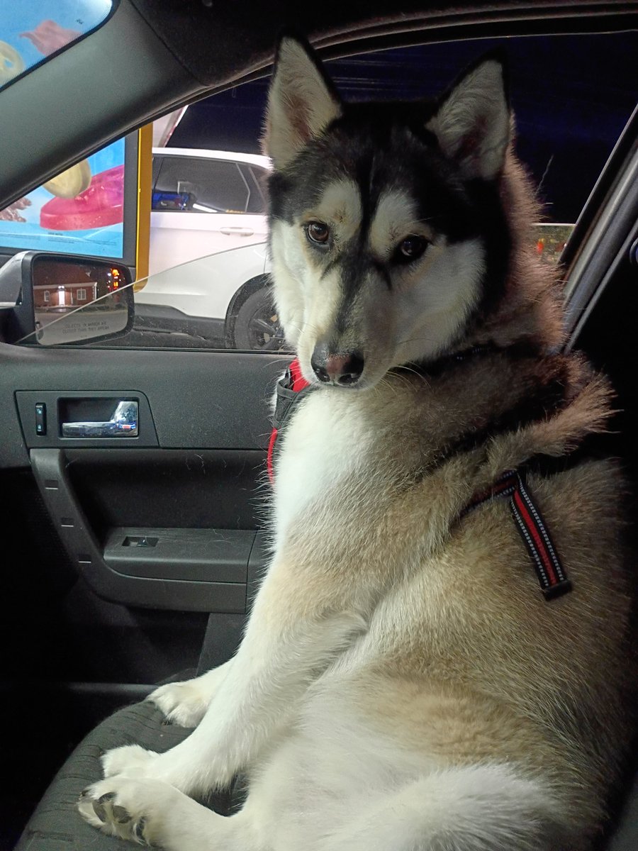 Pup cup run with my boi.