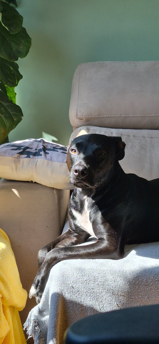 não tem cão mais bonito e carismático que o meu, desculpa