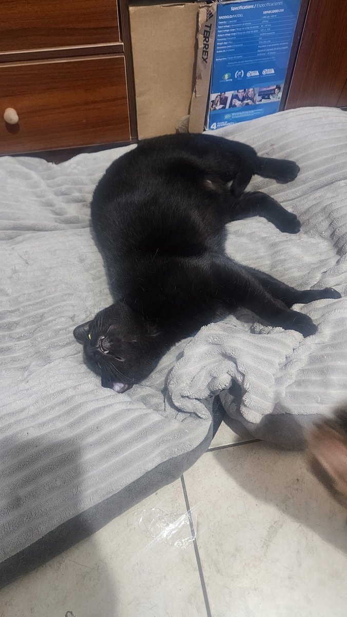 HarmWolff's tweet photo. como no quieren que me sienta solo, si mi bandeja esta llena de conversaciones  en solitario
foto de gatitos para llamar la atención https://t.co/drD29fDw2Z