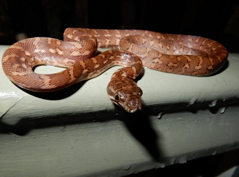 Manami.N tweet media