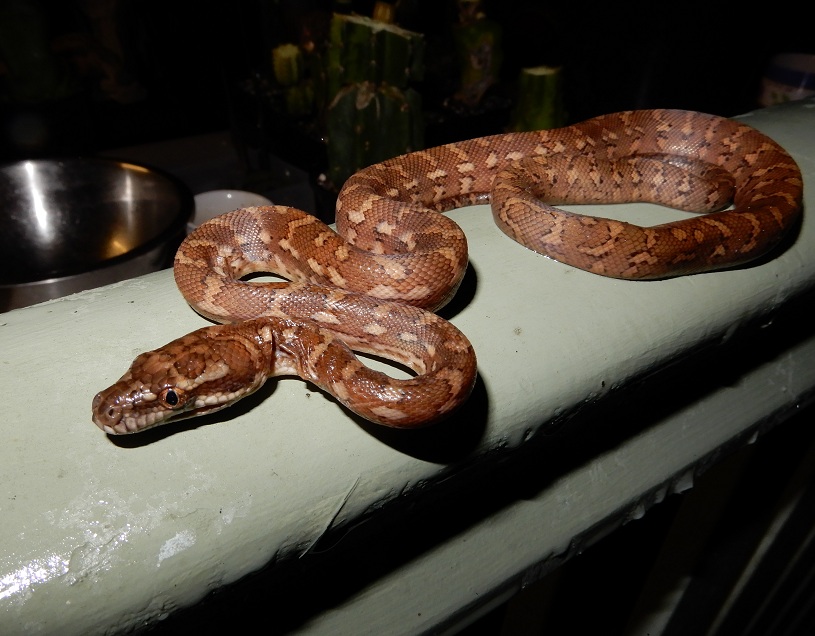 Manami.N tweet media