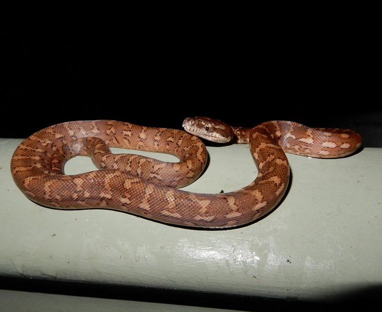 Manami.N tweet media