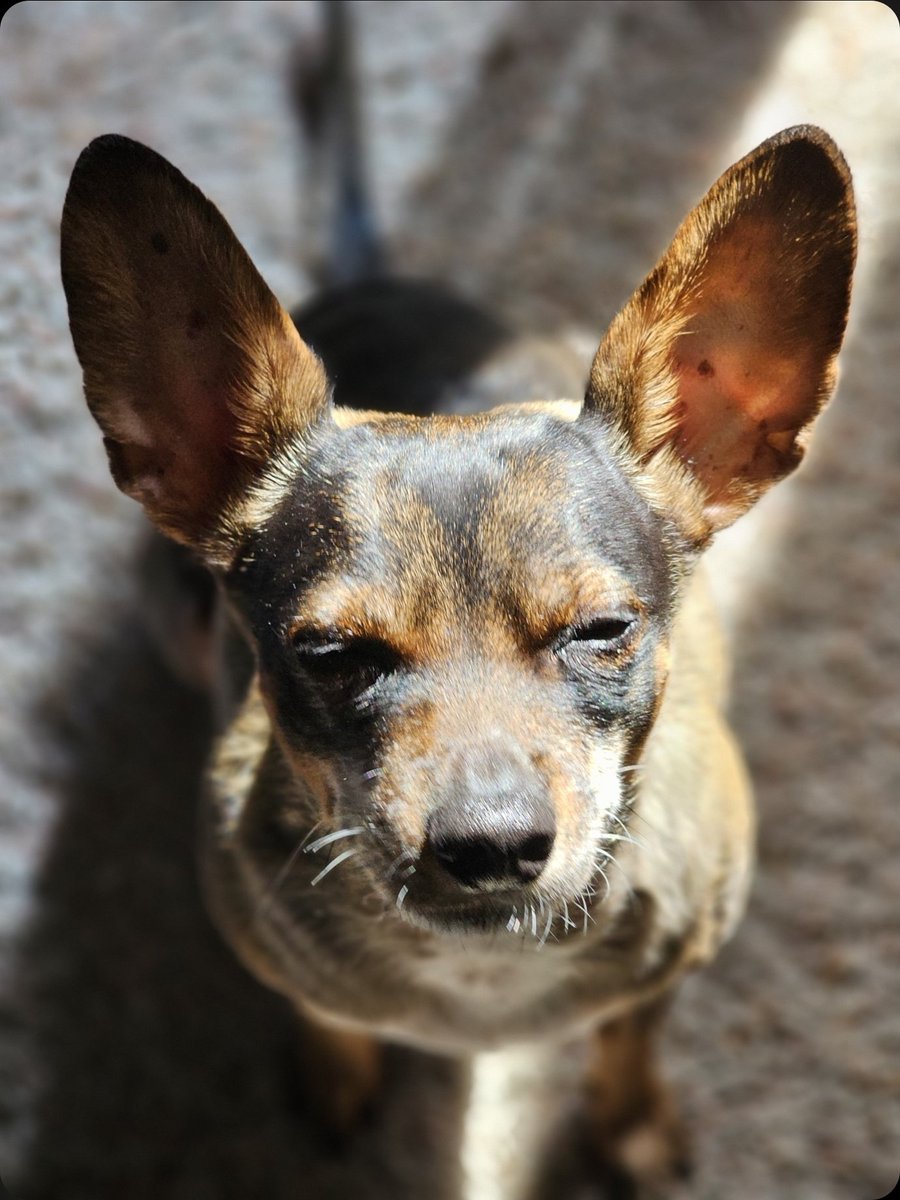 PRPdegen's tweet photo. Another amateur shit show #ufc326 
Shit fights, lights flashing, stream going blue every 3 mins. Wtf is this? ...and more brundage?!? Ffs
They literally downgraded everything. 
bring back the ppvs you sellouts. https://t.co/VLdrnyVp7d
