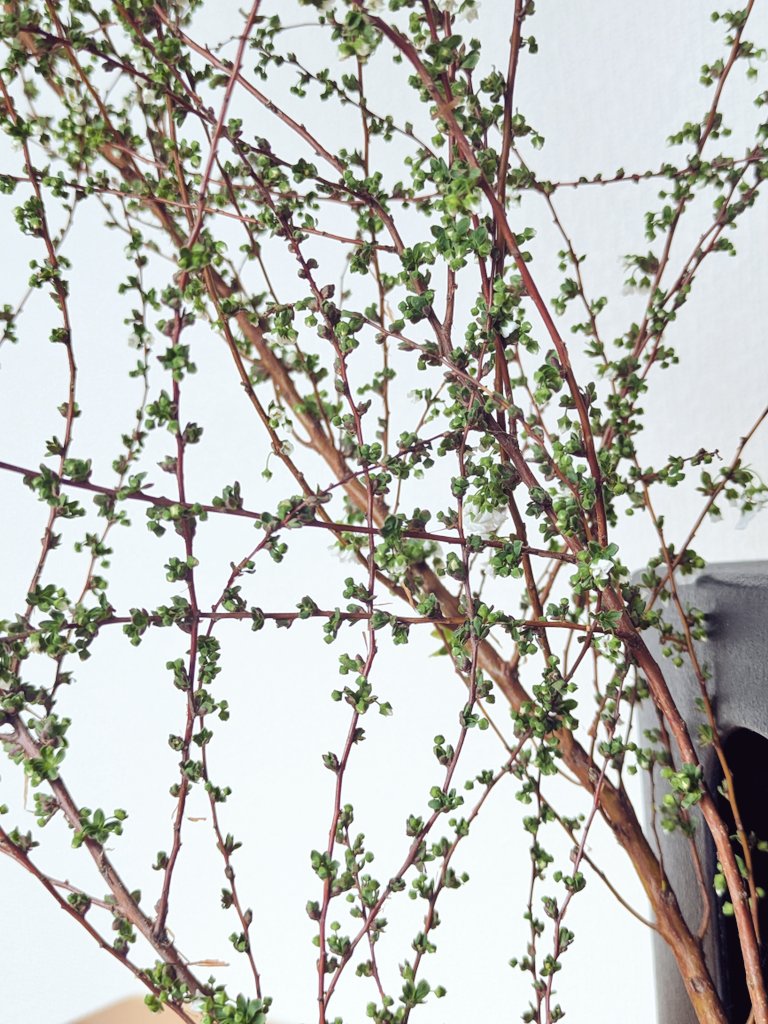 昨日は いけばなの日でした💐
一種いけ。一種類の花をいける課題で いけたユキヤナギ✨一部を平織りするみたいに組んで、面のようにまとめてます💡春らしいお花、嬉しいです😊
先生 <a href="/undamocitine/">小倉麗あ🌗𝒖𝒏 𝒅'𝒂𝒎𝒐𝒄𝒊𝒕𝒊𝒏𝒆𝓁ℯ𝒶𝓁ℯ𝒶_𝒹ℴ𝓁𝓁</a> ありがとうございました✨